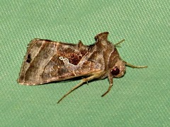Thysanoplusia rectilinea