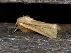 Mythimna nigrisparsa