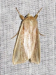 Mythimna nigrisparsa