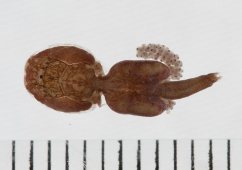 Salmon Louse