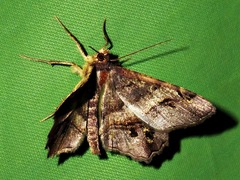 Chiasmia umbrata