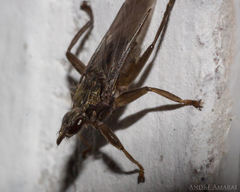 Pseudolynchia canariensis