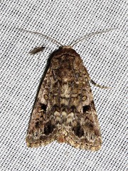 Spodoptera triturata