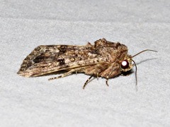 Spodoptera triturata