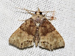 Rhynchodontodes antistropha