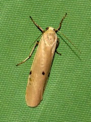Cragia distigmata
