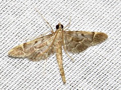 Duponchelia lanceolalis