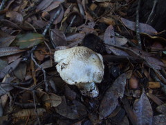 Tricholoma pardinum