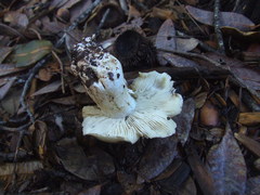 Tricholoma pardinum