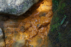 Gallionellaceae