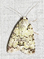 Blenina squamifera