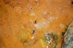 Gallionellaceae