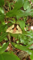 Dirphiopsis multicolor