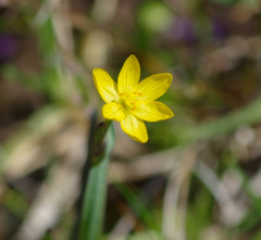 Sisyrinchium palustre