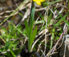 Sisyrinchium palustre