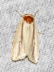 Mythimna tacuna