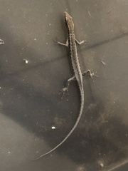 Cryptoblepharus metallicus