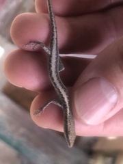 Cryptoblepharus metallicus