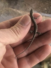 Cryptoblepharus metallicus