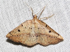 Pareclipsis punctata
