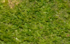 Metzgeria consanguinea