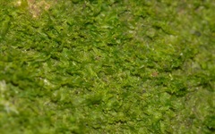 Metzgeria consanguinea