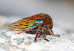 Metcalfiella