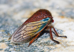 Metcalfiella