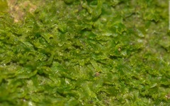 Metzgeria consanguinea