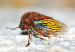 Metcalfiella