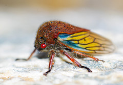 Metcalfiella