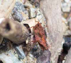 Paratettix freygessnerii