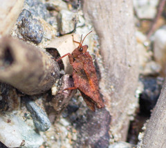 Paratettix freygessnerii