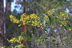 Acacia complanata