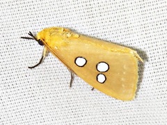 Rhanidophora cinctigutta