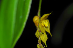 Lepanthes jardinensis