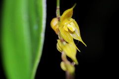 Lepanthes jardinensis
