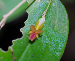 Lepanthes mucronata