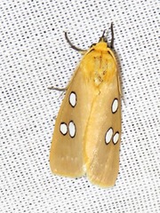 Rhanidophora cinctigutta