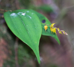 Lepanthes jardinensis