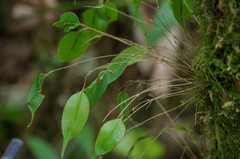 Lepanthes mucronata