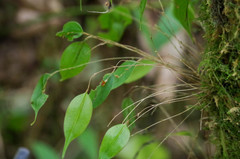 Lepanthes mucronata