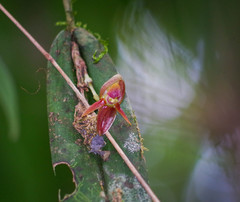 Pleurothallis variabilis