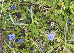 Gentiana prostrata