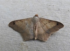 Psamatodes trientata