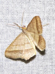 Chiasmia normata