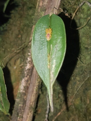 Lepanthes mucronata