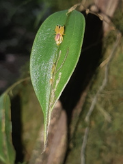 Lepanthes mucronata