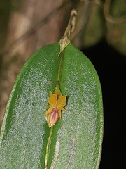 Lepanthes mucronata