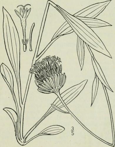 Monongahela Barbara's buttons (Marshallia grandiflora)